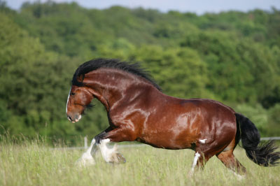 Shire-Horse03.jpg